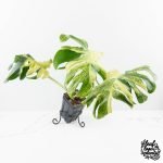 Monstera Deliciosa 'Masterpiece' (wk28-UB)