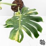 Monstera Deliciosa 'Masterpiece' (wk30-UK) - Image 5