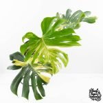Monstera Deliciosa 'Masterpiece' (wk30-UK)