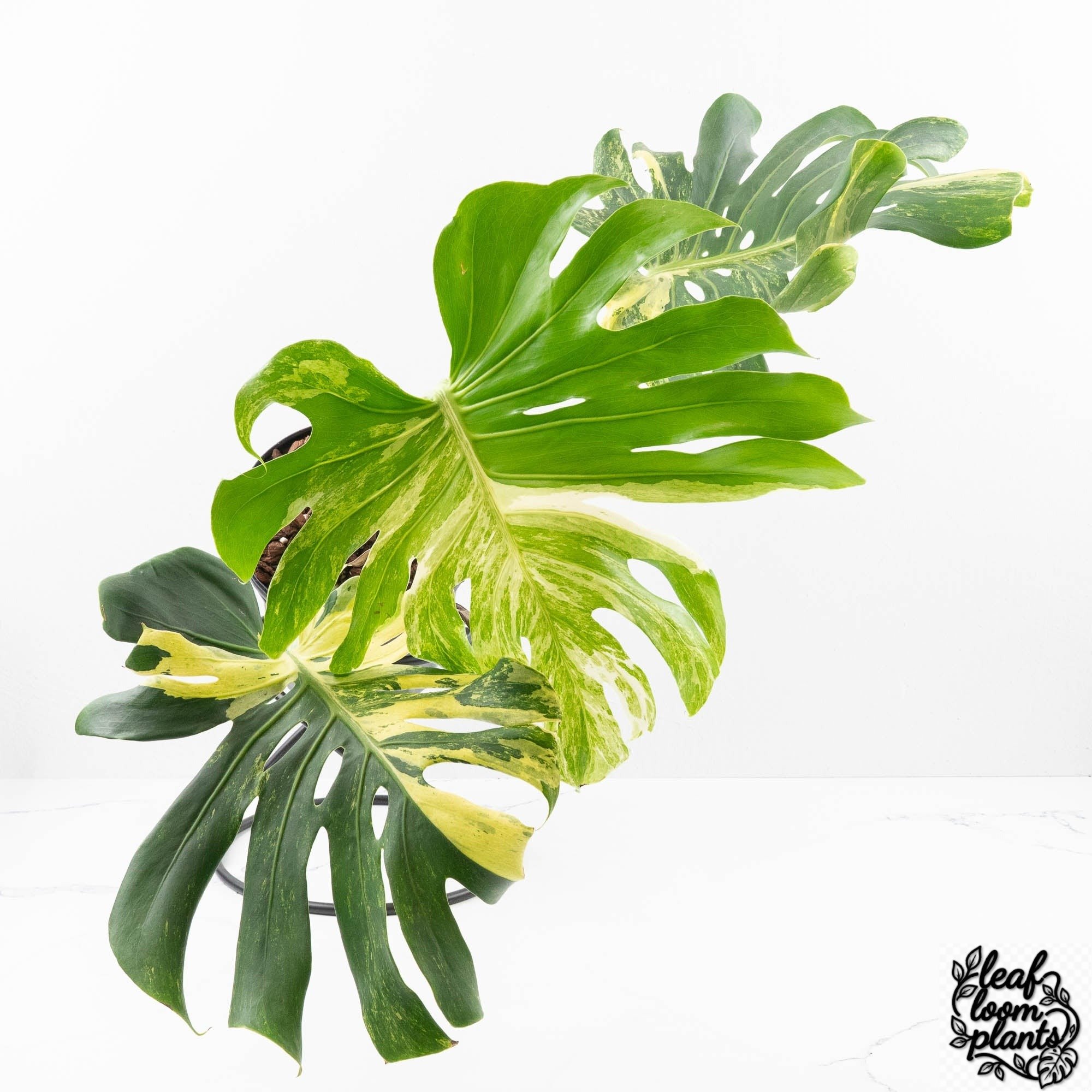 MonsteraDeliciosaMasterpiece-30UK-4-2.jpg Clean Monstera Deliciosa 'Masterpiece' (wk30-UK) - Image 1