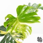 Monstera Deliciosa 'Masterpiece' (wk30-UK) - Image 4