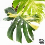Monstera Deliciosa 'Masterpiece' (wk30-UK) - Image 3