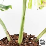 Monstera Deliciosa 'Masterpiece' (wk30-UK) - Image 6