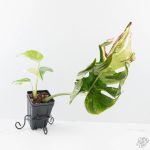 Monstera Deliciosa 'Medusa' (wk26-C) - Image 5