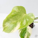 Monstera Deliciosa 'Medusa' (wk26-C) - Image 2