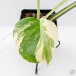 Monstera Deliciosa 'Medusa' (wk26-C) - Image 3