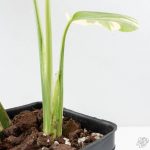 Monstera Deliciosa 'Medusa' (wk26-C) - Image 4