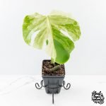 Monstera Deliciosa 'Ocean Mint' (wk30-UA)