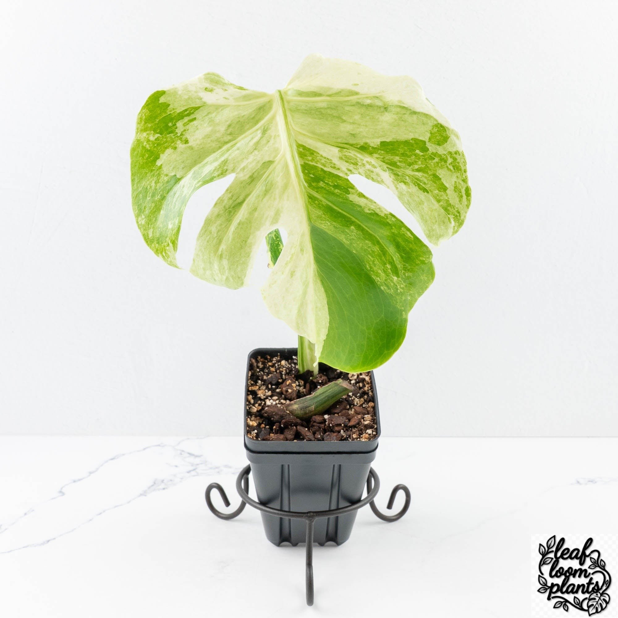 MonsteraDeliciosaOceanMint-30UA-3-2.jpg Clean Monstera Deliciosa 'Ocean Mint' (wk30-UA) - Image 1