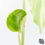 Monstera Deliciosa 'Ocean Mint' (wk30-UA) - Image 4