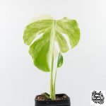Monstera Deliciosa 'Ocean Mint' (wk30-UA) - Image 5