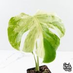 Monstera Deliciosa 'Ocean Mint' (wk30-UA) - Image 3