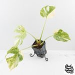 Monstera Deliciosa Thai Constellation 'Platinum' (wk27-C)