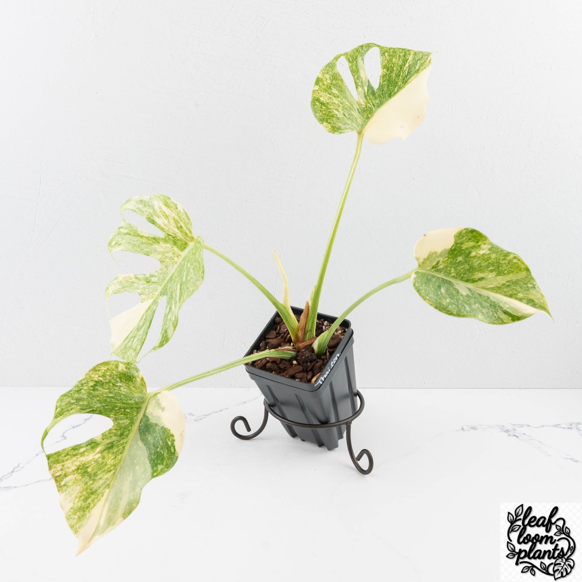 MonsteraDeliciosaThaiConstellationPlatinum-27C-3-2.jpg Clean Monstera Deliciosa Thai Constellation 'Platinum' (wk27-C) - Image 1