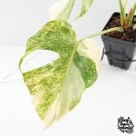 Monstera Deliciosa Thai Constellation 'Platinum' (wk27-C) - Image 3