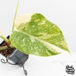 Monstera Deliciosa Thai Constellation 'Platinum' (wk27-C) - Image 4