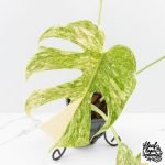 Monstera Deliciosa Thai Constellation 'Platinum' (wk27-C) - Image 5
