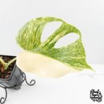 Monstera Deliciosa Thai Constellation 'Platinum' (wk27-C) - Image 6