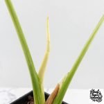 Monstera Deliciosa Thai Constellation 'Platinum' (wk27-C) - Image 7