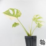Monstera Deliciosa Thai Constellation 'Platinum' (wk27-C) - Image 8