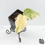Monstera Deliciosa Thai Constellation 'Platinum' - From Node Cutting (wk29-A)