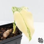 Monstera Deliciosa Thai Constellation 'Platinum' - From Node Cutting (wk29-A) - Image 3