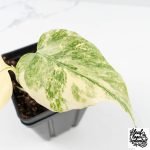 Monstera Deliciosa Thai Constellation 'Platinum' - From Node Cutting (wk29-A) - Image 4