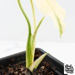 Monstera Deliciosa Thai Constellation 'Platinum' - From Node Cutting (wk29-A) - Image 5