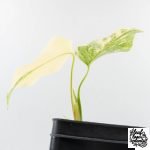 Monstera Deliciosa Thai Constellation 'Platinum' - From Node Cutting (wk29-A) - Image 6