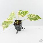 Monstera Deliciosa 'Creme Brûlée' (wk26-D)