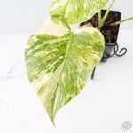 Monstera Deliciosa 'Creme Brûlée' (wk26-D) - Image 3