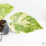 Monstera Deliciosa 'Creme Brûlée' (wk26-D) - Image 4