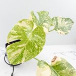 Monstera Deliciosa 'Creme Brûlée' (wk26-D) - Image 6