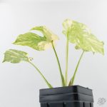 Monstera Deliciosa 'Creme Brûlée' (wk26-D) - Image 7