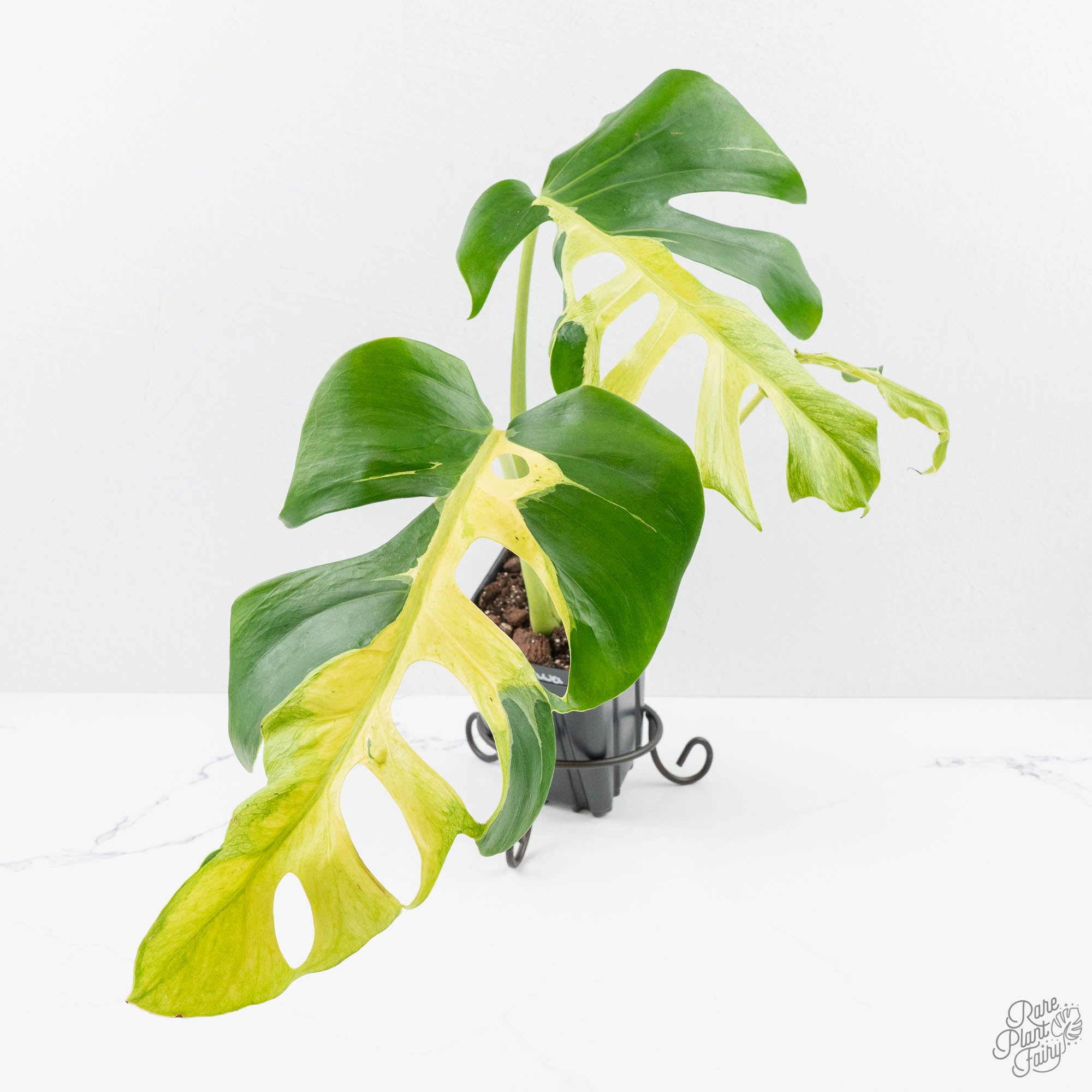MonsteraDeliciosaWhiteLava-26UB-3-2.jpg Monstera Deliciosa 'White Lava' (wk26-UB) - Image 1