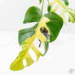 Monstera Deliciosa 'White Lava' (wk26-UB) - Image 3