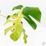 Monstera Deliciosa 'White Lava' (wk26-UB) - Image 4