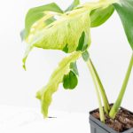 Monstera Deliciosa 'White Lava' (wk26-UB) - Image 5