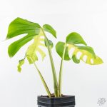 Monstera Deliciosa 'White Lava' (wk26-UB) - Image 6