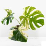 Monstera Deliciosa 'White Monster' (wk27-E)