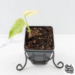 Monstera Deliciosa 'White Monster' by Kunzo (wk30-U)
