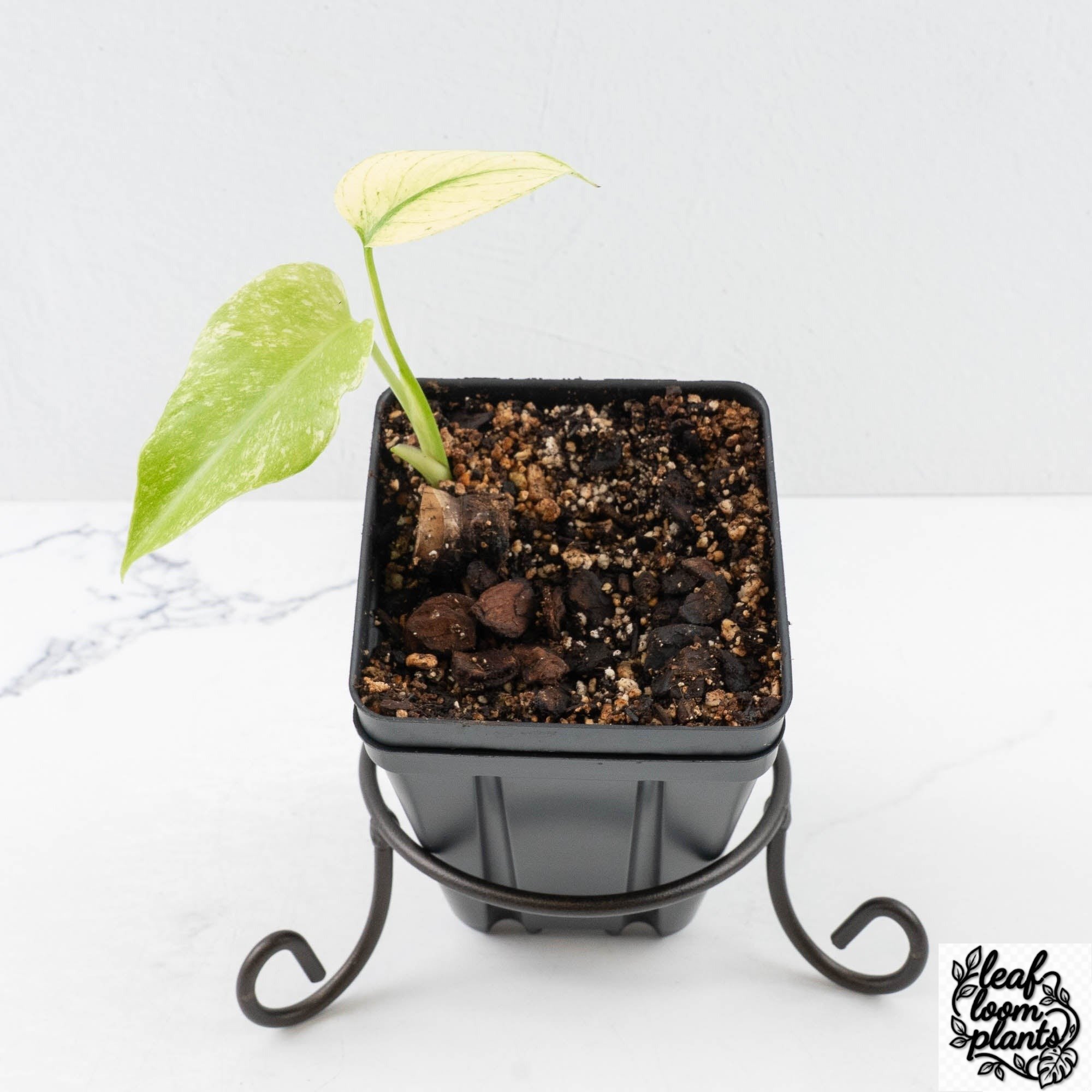 MonsteraDeliciosaWhiteMonster-30U-3-2.jpg Clean Monstera Deliciosa 'White Monster' by Kunzo (wk30-U) - Image 1