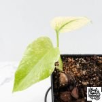 Monstera Deliciosa 'White Monster' by Kunzo (wk30-U) - Image 3