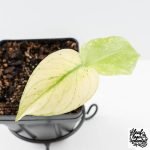 Monstera Deliciosa 'White Monster' by Kunzo (wk30-U) - Image 4