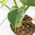 Monstera Deliciosa 'White Monster' (wk26-A) - Image 9