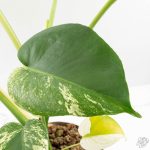 Monstera Deliciosa 'White Monster' (wk26-A) - Image 10