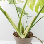 Monstera Deliciosa 'White Monster' (wk26-A) - Image 11