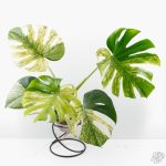Monstera Deliciosa 'White Monster' (wk26-A)
