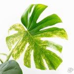 Monstera Deliciosa 'White Monster' (wk26-A) - Image 3