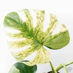 Monstera Deliciosa 'White Monster' (wk26-A) - Image 4